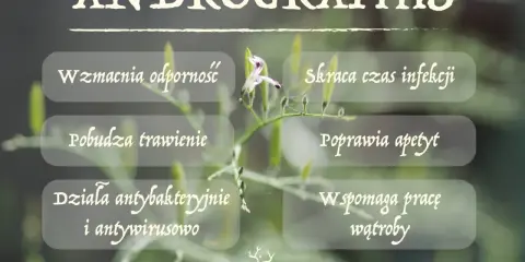 Brodziuszka wiechowata: wzmacnia odporność, skraca infekcje, działa antybakteryjnie i antywirusowo. Wspomaga trawienie i pracę wątroby.