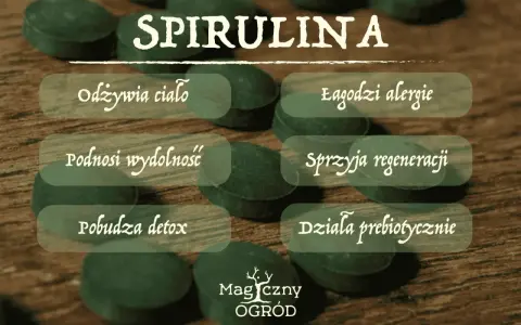 Spirulina: odżywia, łagodzi alergie, podnosi wydolność, sprzyja regeneracji, pobudza detox. Dla kogo spirulina? Dla każdego, kto dba o zdrowie.
