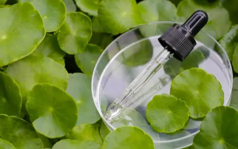 Kropla serum z gotu kola w pipetce spoczywa na szalce Petriego, otoczona zielonymi liśćmi.