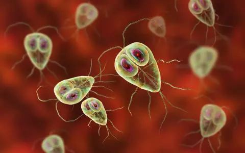 Trofzoity Giardia lamblia, pasożyty jelitowe, na czerwonym tle.
