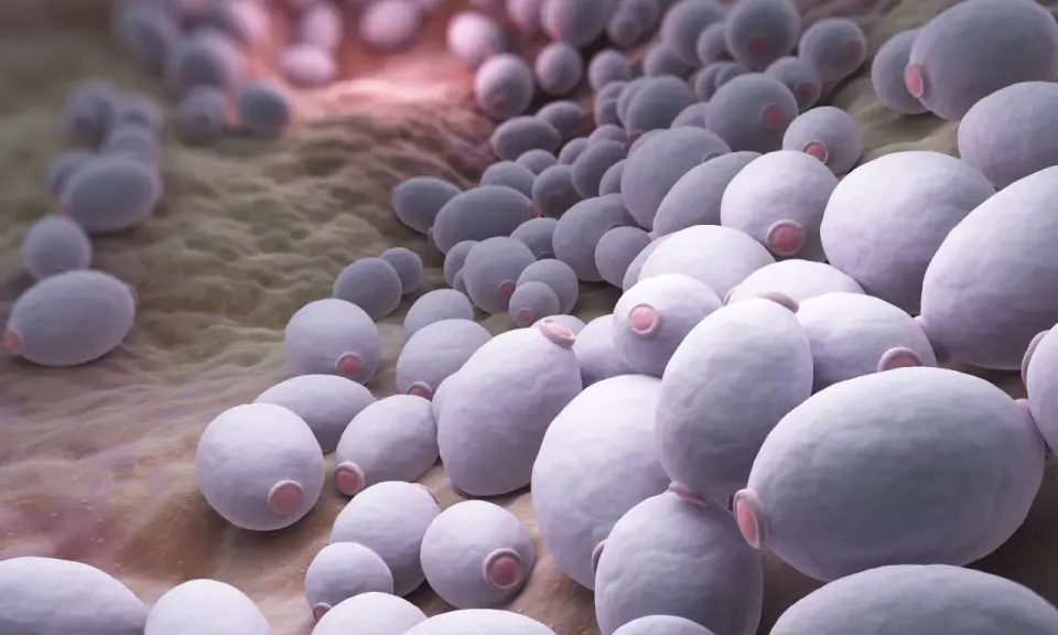 Zbliżenie na komórki grzyba Candida, które mogą powodować infekcje. Widoczne są owalne, fioletowe struktury na brązowym tle.