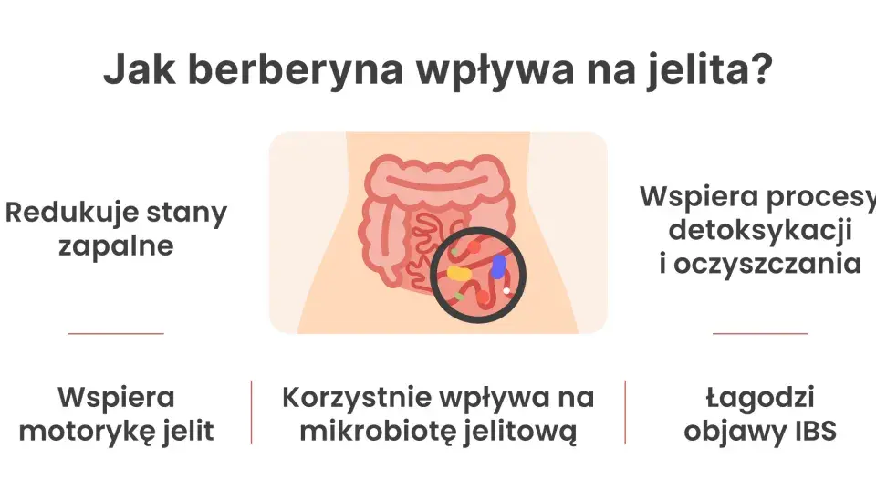 Berberyna na jelita: redukuje stany zapalne, wspiera motorykę, mikrobiotę, detoksykację i łagodzi objawy IBS.