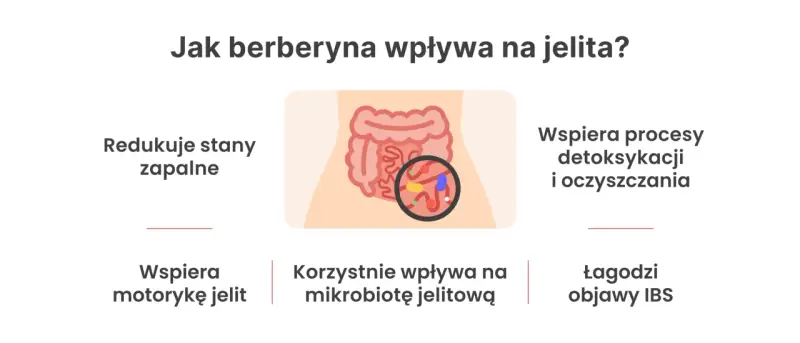 Berberyna na jelita: redukuje stany zapalne, wspiera motorykę, mikrobiotę, detoksykację i łagodzi objawy IBS.